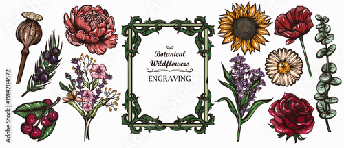 Botanical wildflowers engraved set with flowers, leaves, berries, seed pods, herbs and natural plant elements in engraving style. Vintage botanical engraving, vector illustration.