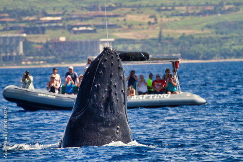 Humpback whale breaching in front of a whale watch raft.