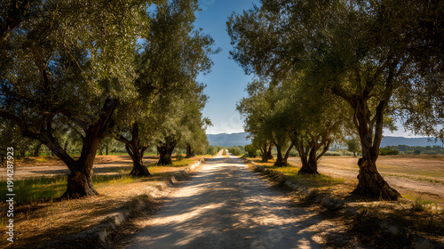 Dirt road lined with olive trees