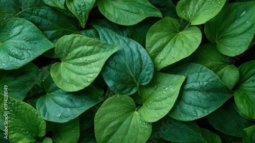 High-resolution studio photo background of Houttuynia cordata leaves
