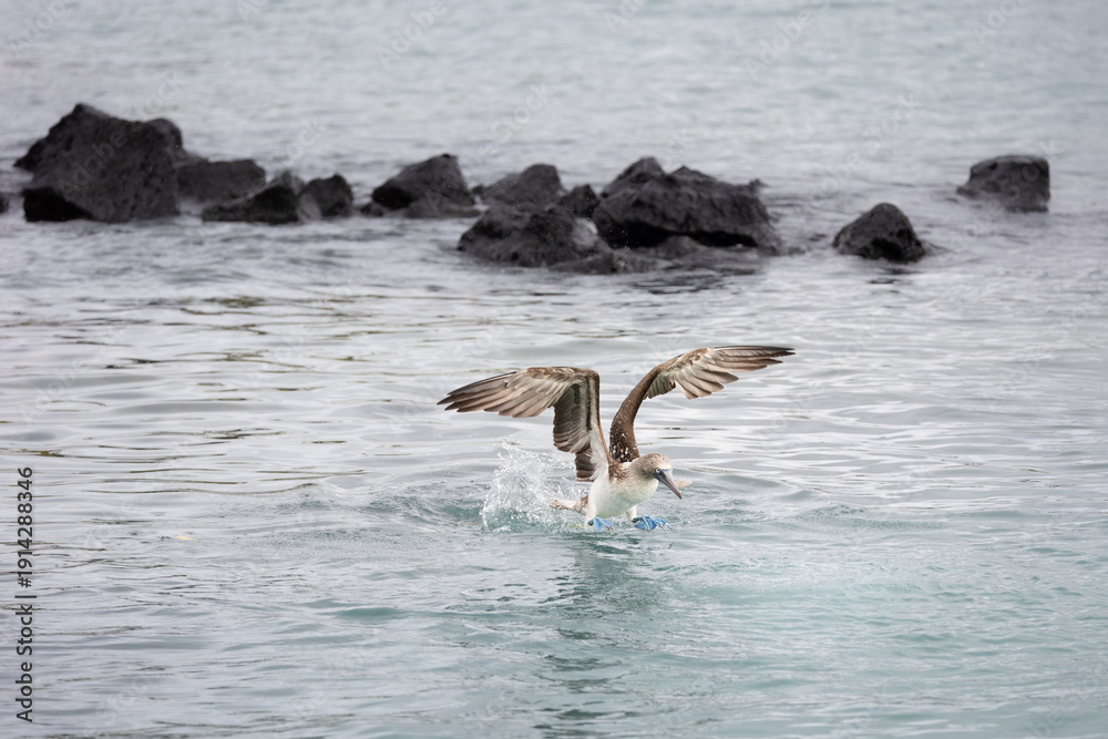 Naklejka premium Blue-footed booby (Sula nebouxii) landing on ocean surface with splash, Galapagos Islands, Ecuador