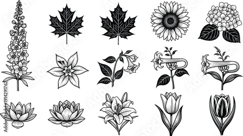 Black and white botanical illustration set featuring hand drawn flowers leaves lotus lily sunflower maple and vintage floral line art collection