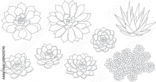Collection of detailed black and white line art drawings featuring various succulent plant species perfect for botanical illustration or tattoo design outlines
