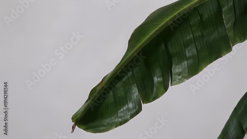A tropical banana plant frond isolated on a plain white background with a designated clipping path for use in design projects and concepts of development