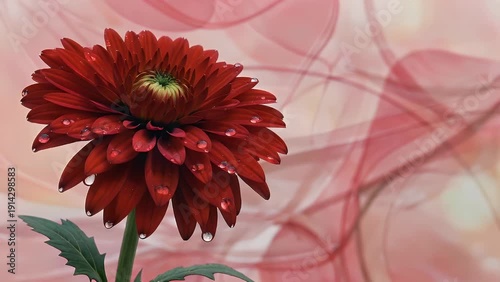 Intimate Macro Photography of a Crimson Blossom with Morning Moisture Droplets