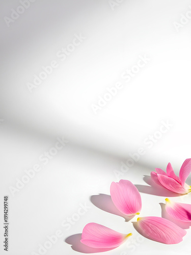 Pink Flower Petals on White Background with Soft Shadows