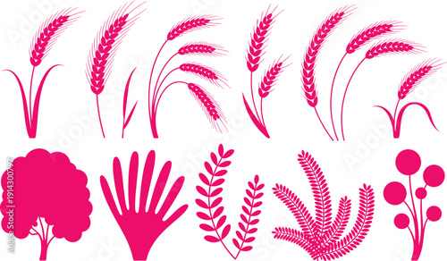 Pink botanical plant set, wheat ears and floral leaves collection with decorative nature elements, isolated flat vector illustration design