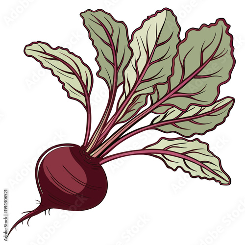 Red Beet with Leafy Greens Vector Illustration Transparent Background