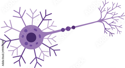 Stylized purple neuron with branching dendrites and axon on white background also transparent background