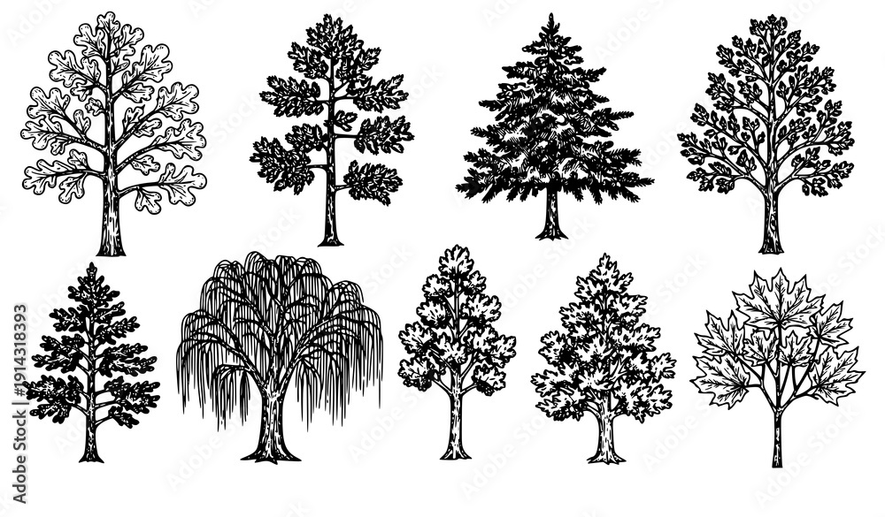 Fototapeta premium Vintage hand drawn tree engraving collection vector set