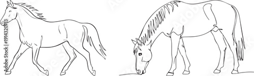 Two beautiful Horses: A sketch illustrating two elegant horses, one in motion and the other grazing gracefully. The image captures the essence of these majestic animals