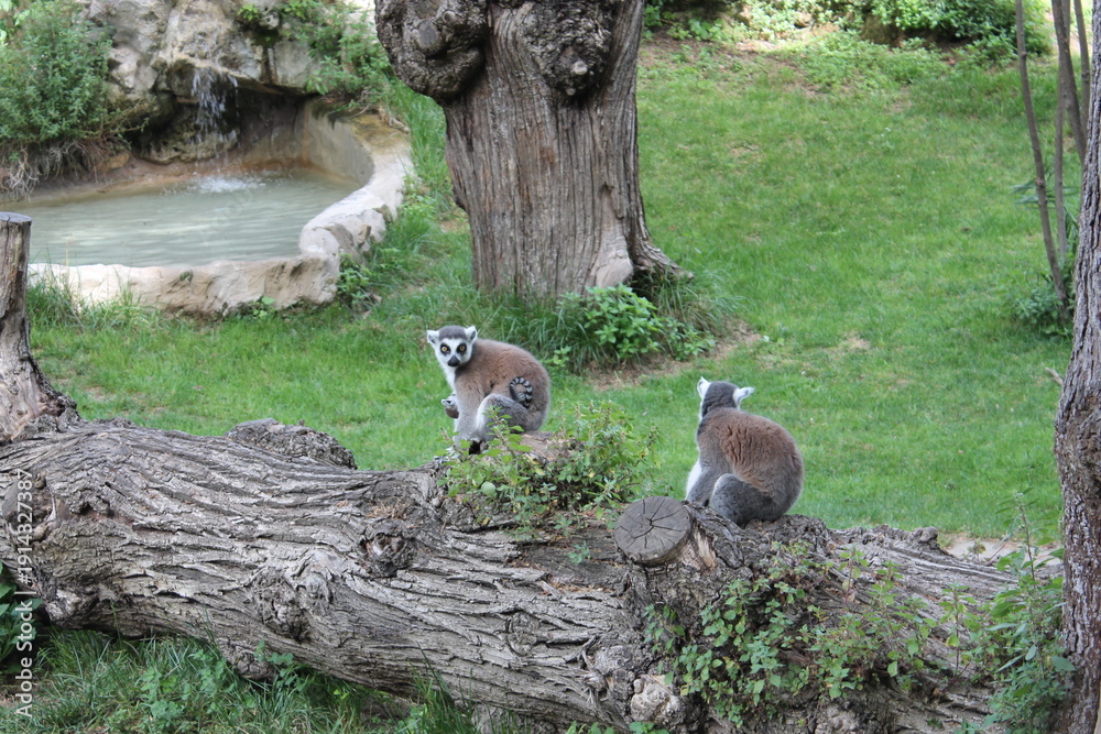 Fototapeta premium lemur on a tree