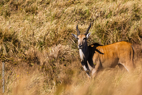 Ngorongoro Crater, Tanzania - September 23th 2025: Majestic Eland Grazing in the Golden Savanna