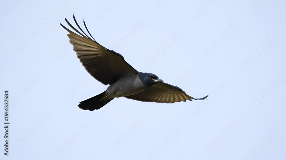 Fototapeta premium Western jackdaw in flight