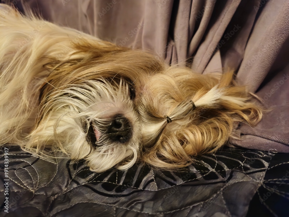 Naklejka premium shih tzu dog is lying on a pillow in the bed 