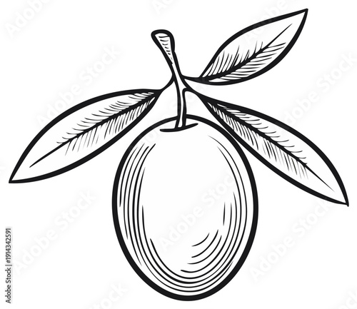 Sketch illustration of Olive branch with leaves, black and white drawing, natural elements. Fresh farm produce.