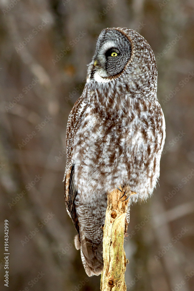 custom made wallpaper toronto digitalA great grey owl observing from a wooden perch