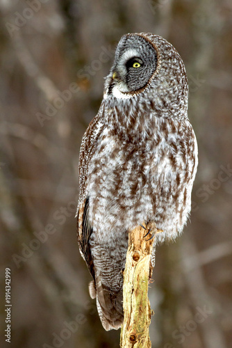 Wallpaper Mural A great grey owl observing from a wooden perch Torontodigital.ca