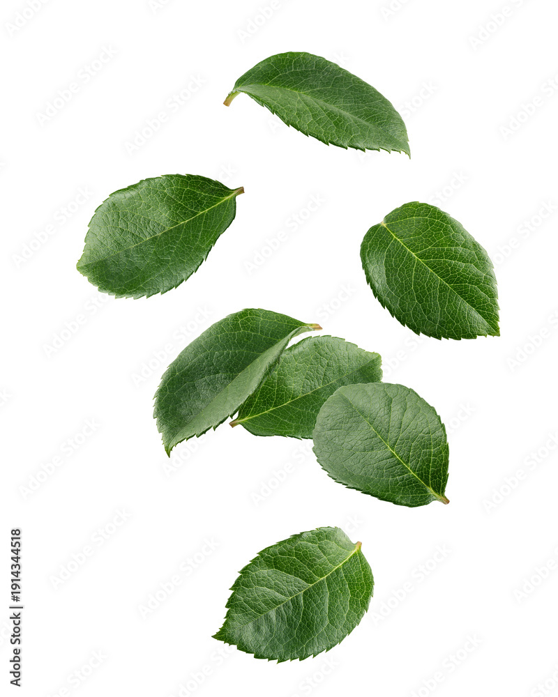 Fototapeta premium Falling Rose leaves, isolated, full depth of field