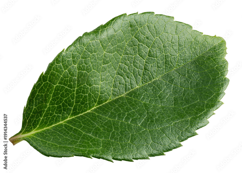 Obraz premium Rose leaves, isolated, full depth of field