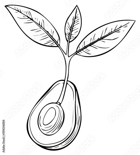 Avocado seed sprouting with leaves and stem illustration