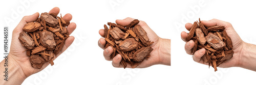 Tableau sur toile Set and collection of a hand holding handfuls of natural brown wood bark mulch i