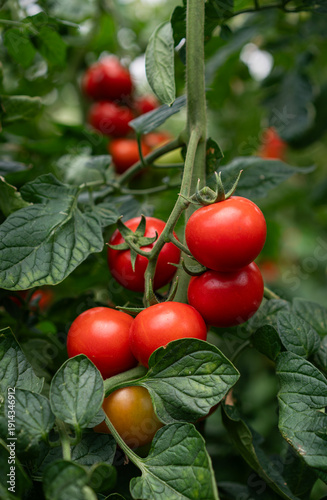 Organic tomatoes growing in a greenhouse