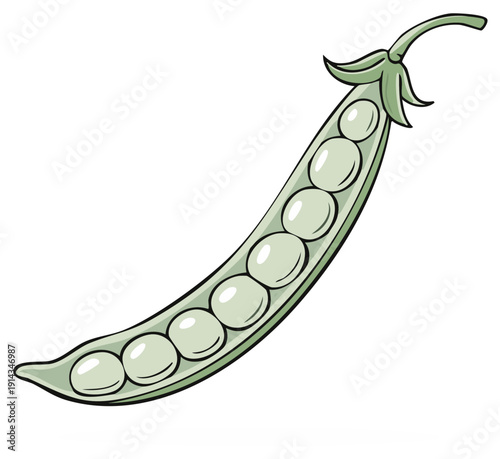 Cartoon illustration of a single open green pea pod with peas inside isolated graphic element