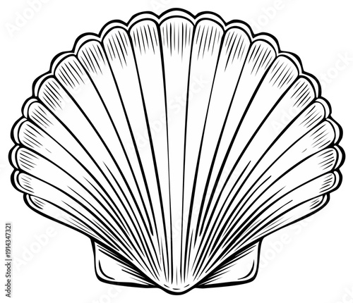 Elegant Scallop Seashell Black and White Line Art Illustration Ocean Theme Graphic Element