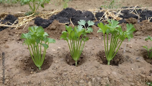 The developmental stages and cultivation of a cluster of edible tuberous vegetables in a cultivated garden bed