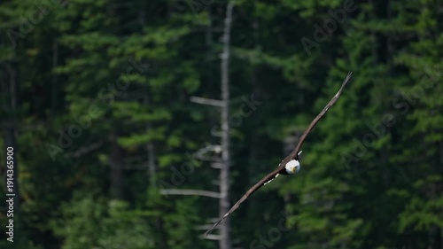 bald eagle glides in to catch a fish in slow motion