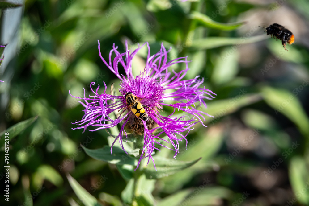 custom made wallpaper toronto digitalMeadow knapweed blooming on a meadow in the Swiss alps