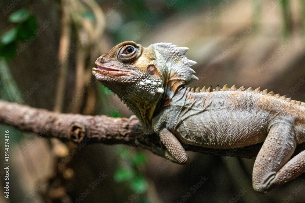 Fototapeta premium Boyd's forest dragon (Lophosaurus boydii)