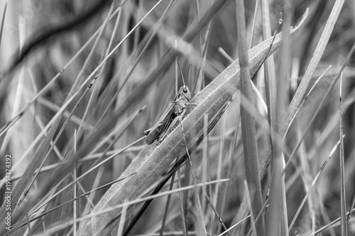 A grassy field with a grasshopper on a leaf