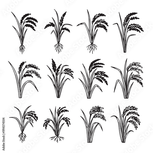 Rice plant illustrations, various stages and styles, isolated on white background