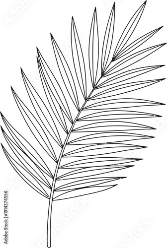 Elegant black and white illustration of a palm frond with subtle shading on a plain white background
