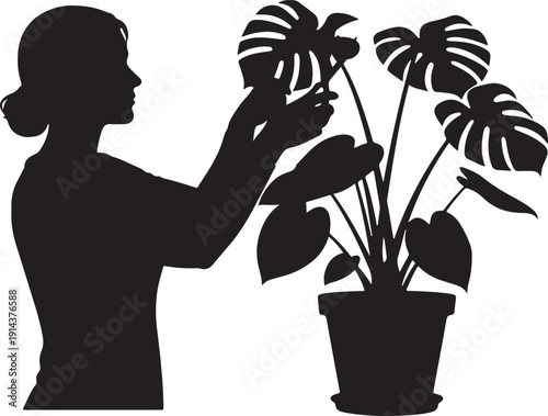 Woman tending to a large potted Monstera plant, silhouette for home gardening and plant care concepts