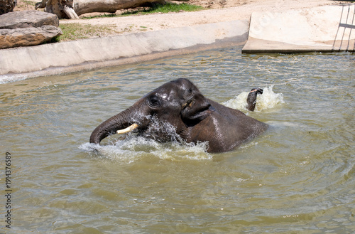 Photography Two Asian Elephants (Elephas maximus)