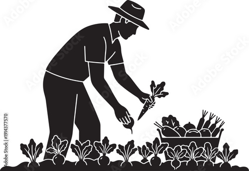 Silhouette of a farmer in a hat harvesting fresh vegetables into a basket, with rows of plants.