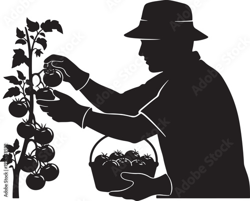 Silhouette of a farmer harvesting ripe tomatoes into a basket, illustrating a successful harvest and agricultural bounty.