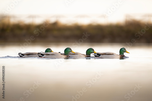 Male Mallard Ducks Swimming in a Row on Calm Water