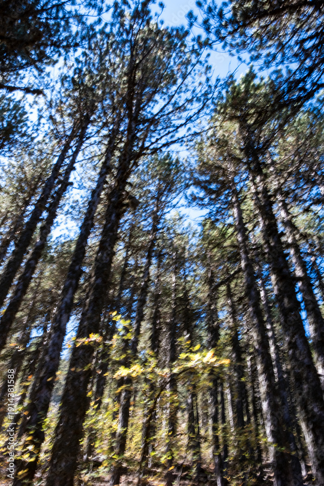 Obraz premium Tall trees reach for the blue sky in a forest during a sunny day