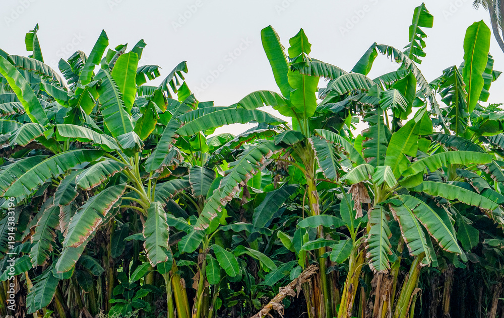 Obraz premium banana