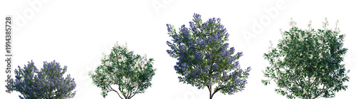 фотографія Set of California lilac (Ceanothus) and Ceanothus americanus frontal isolated pn
