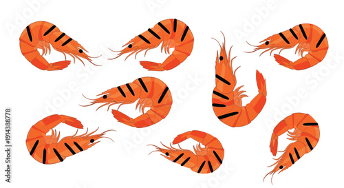 Cooked orange shrimp with black stripes are randomly scattered across a clean white background, showcasing their curled forms.
