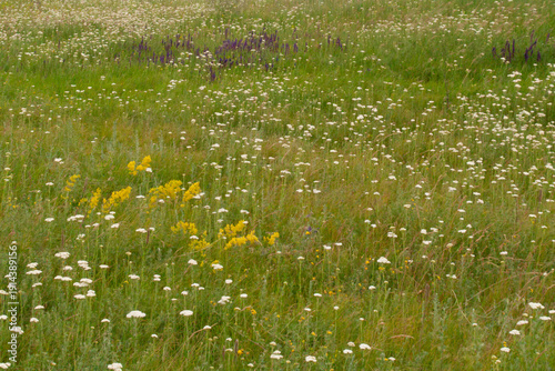 Wildflower Meadow in Bloom Under Soft Sunlight