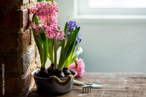 Spring floral home decor, cozy atmosphere. Bright fresh purple and pink bulbous hyacinth flowers on wooden windowsill. Springtime gardening concept. Sustainable lifestyle, earth day