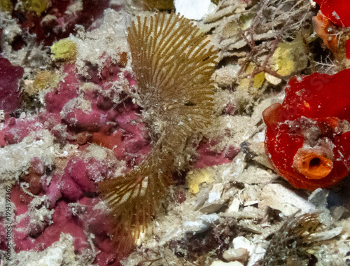 Brown Fan Bryozoan