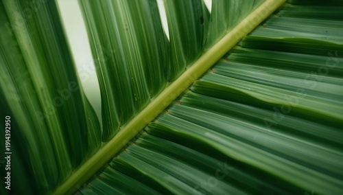 Close View of a Green Palm Leaf With Clear Patterns Showing Texture and Struc...