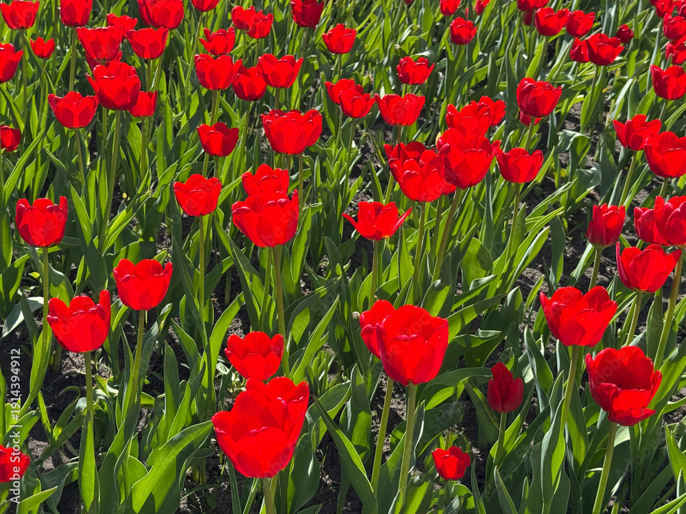 Fototapeta premium Flower bed with red tulips.